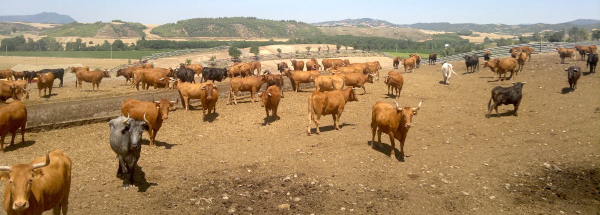 fighting-bull breeding farm near Pamplona