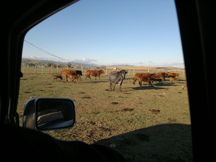 bulls ganaderia near Pamplona